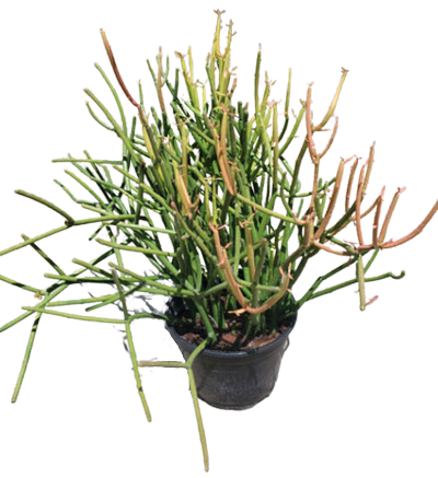 Firestick Pencil Cactus